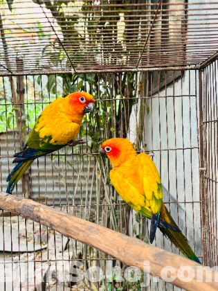 Sun conure adult paire ( DNA)